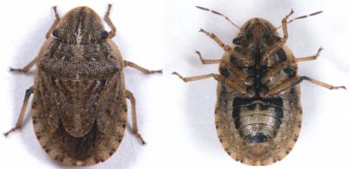 Réf. 217 307 : Sciocoris cursitans