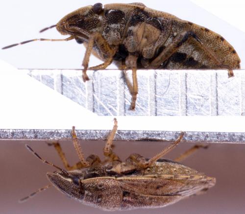 Réf. 217 308 : Sciocoris cursitans