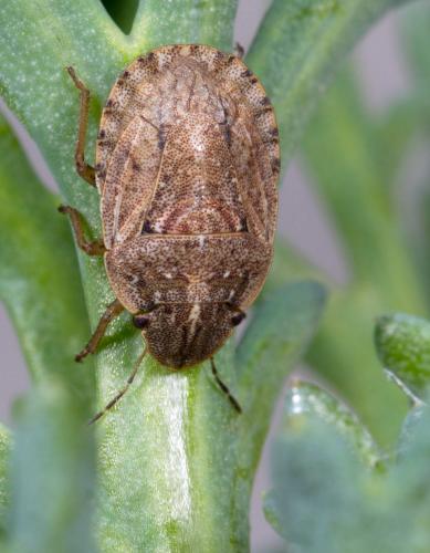 Réf. 217 309 : Sciocoris cursitans