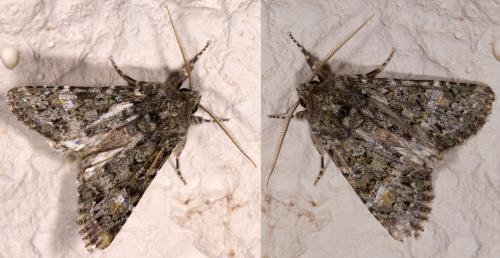 Réf. 217 508 : Polymixis lichenea
