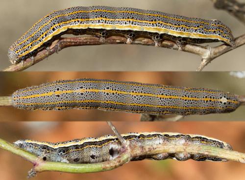 Réf. 217 564 : Aedia leucomelas