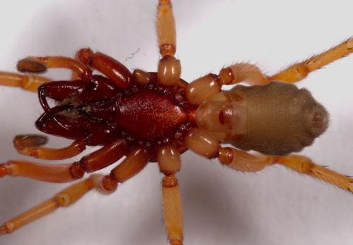 Dysdera crocata