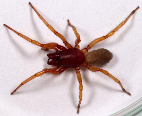 Dysdera crocata