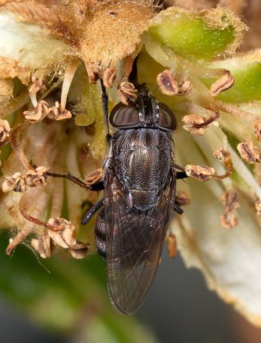 Stomorhina lunata