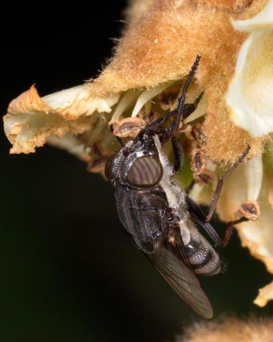 Stomorhina lunata