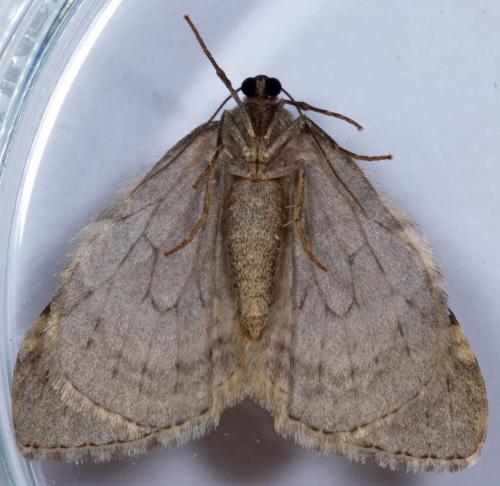 Réf. 217 961 : Epirrita dilutata