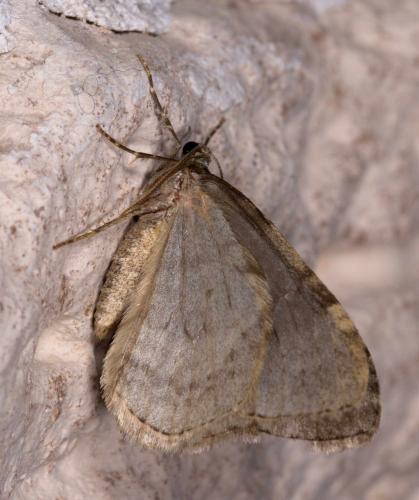 Réf. 217 960 : Epirrita dilutata