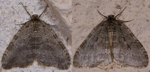 Réf. 217 959 : Epirrita dilutata