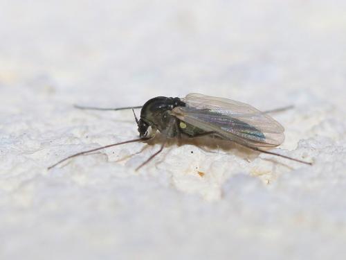 Réf. 217 192 : Orthocladiinae inconnu