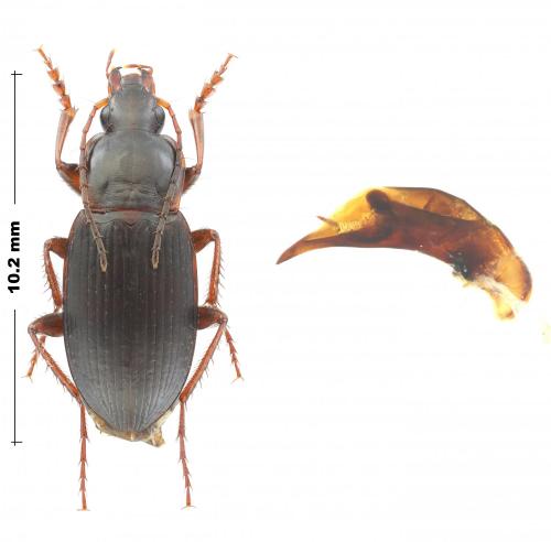 Calathus oertzeni
