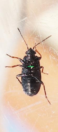 Lamprodema maura
