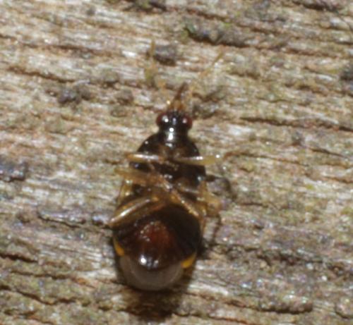 Réf. 217 820 : Orius sp.