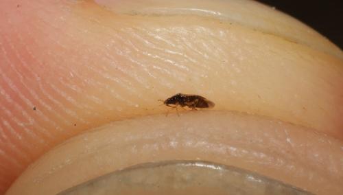 Orius sp.