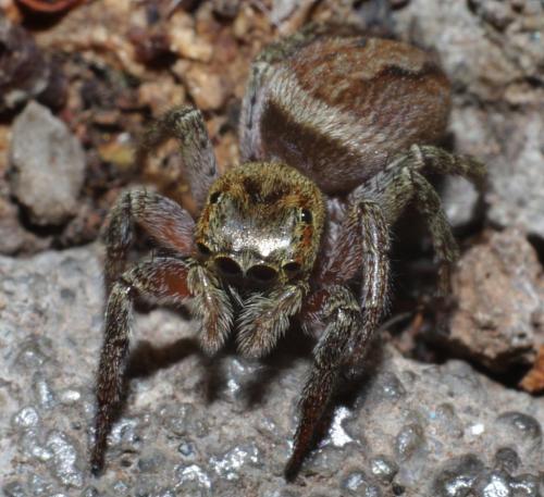 Réf. 217 837 : Hasarius adansoni