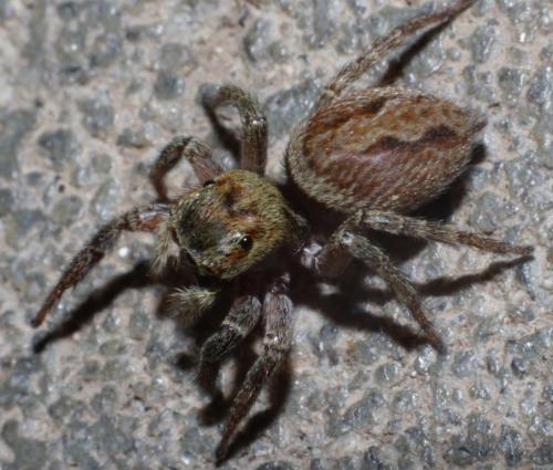 Hasarius adansoni