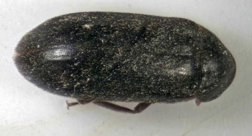 Dermestes haemorrhoidalis