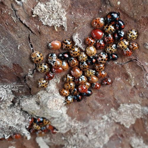 Harmonia axyridis