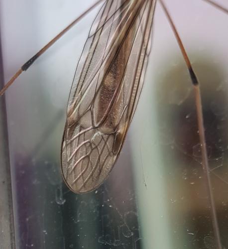 Réf. 217 257 : Tipula obsoleta