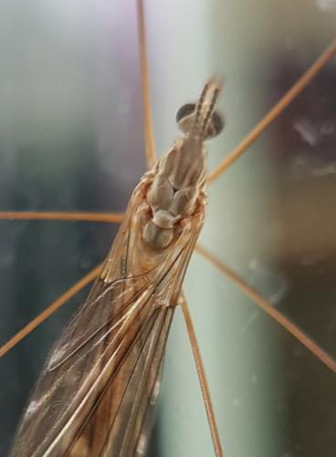 Réf. 217 255 : Tipula obsoleta