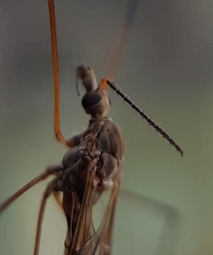 Réf. 217 256 : Tipula obsoleta