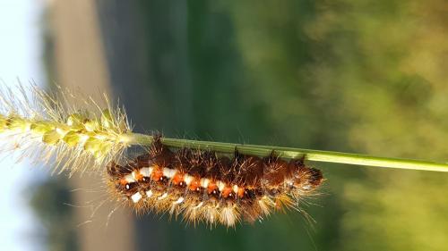 Acronicta rumicis