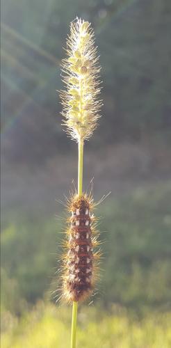 Acronicta rumicis