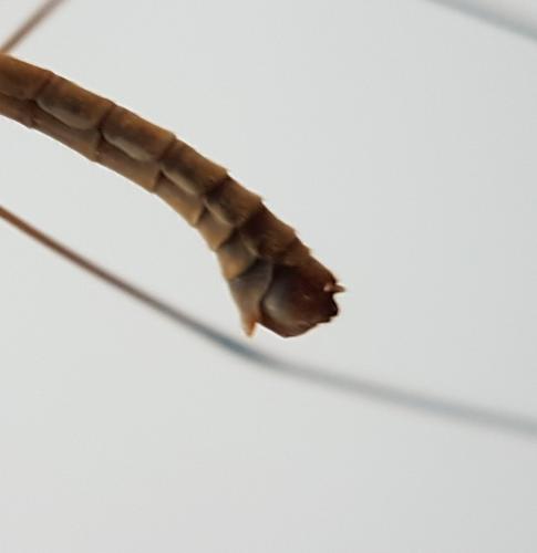 Réf. 217 331 : Tipula obsoleta