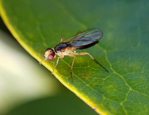 Cordilura albipes