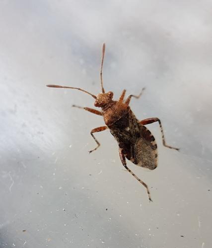 Rhopalus subrufus