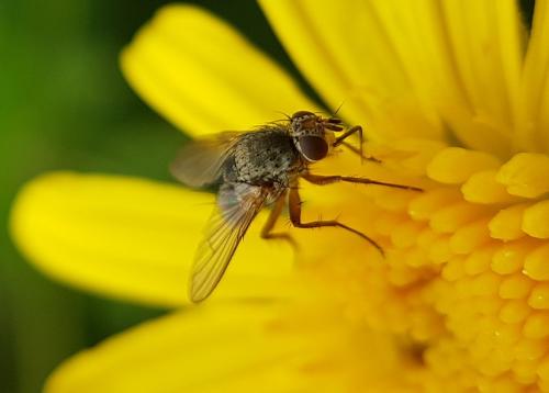 Réf. 217 768 : Siphona geniculata