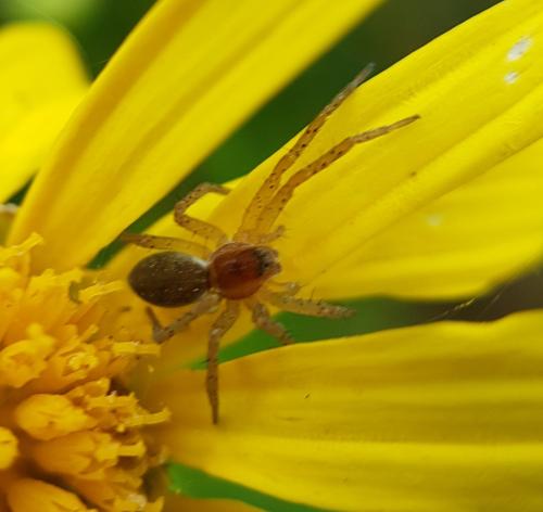 Dolomedes sp.