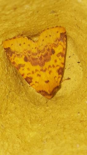 Réf. 217 791 : Xanthia togata