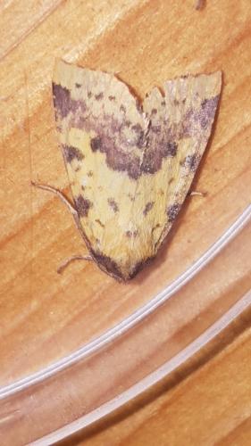 Réf. 217 886 : Xanthia togata