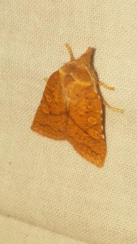 Jodia croceago