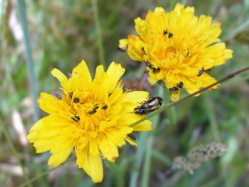 Cryptocephalus vittatus