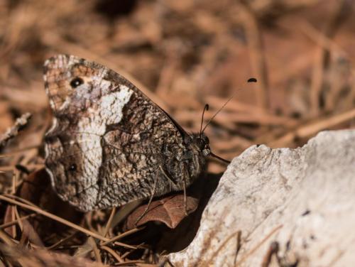 Réf. 217 187 : Hipparchia sp.