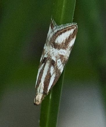 Orophia denisella