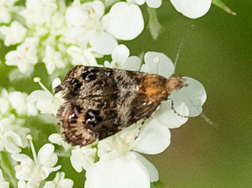 Tebenna bjerkandrella