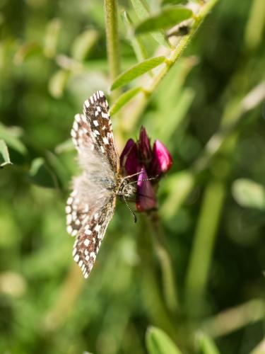 Pyrgus malvoides