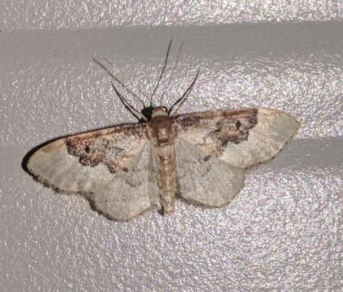 Réf. 217 522 : Idaea rusticata