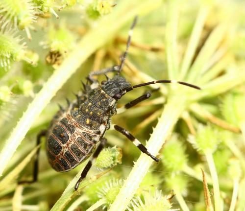 Halyomorpha halys