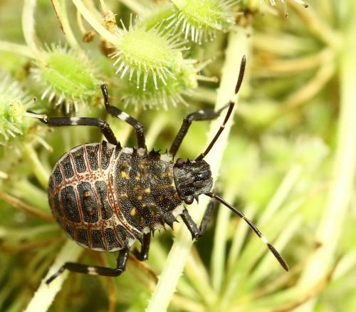 Halyomorpha halys