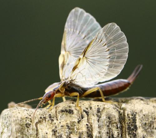 Forficula auricularia