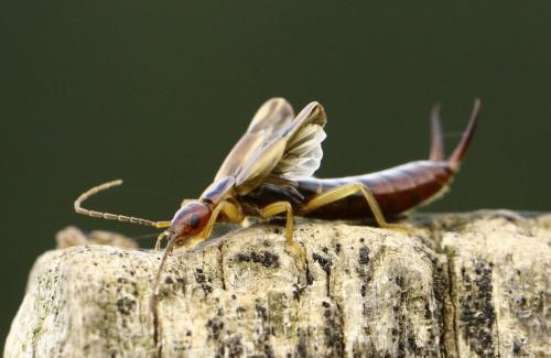 Forficula auricularia
