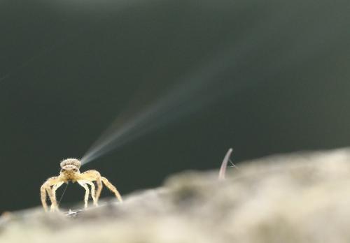 Xysticus sp.