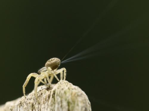 Xysticus sp.