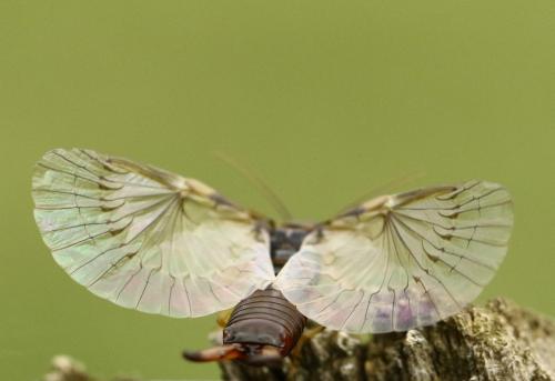 Forficula auricularia