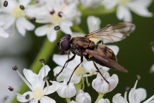 Cheilosia derasa