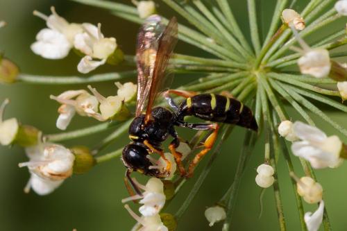 Gorytes sp.