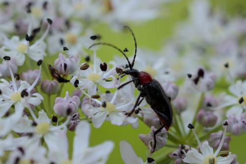 Réf. 217 672 : Dinoptera collaris